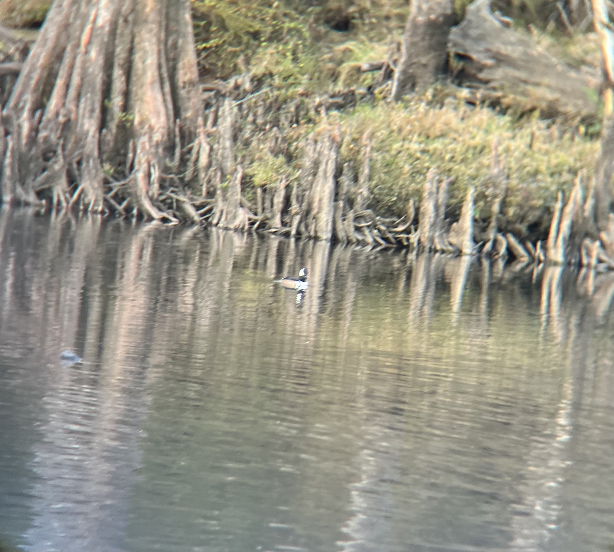 Hooded Merganser - ML646848853