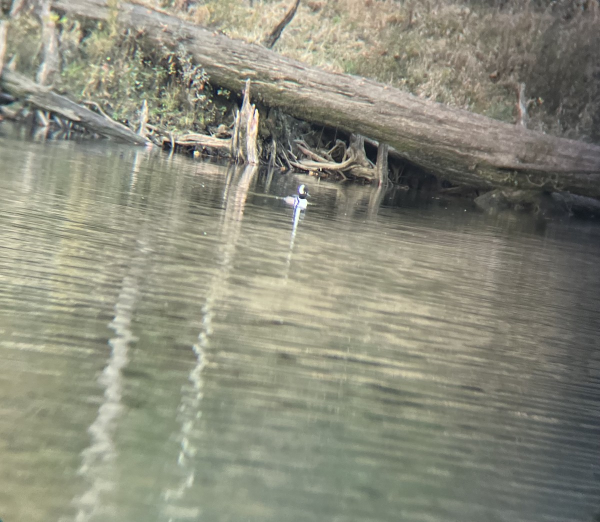 Hooded Merganser - ML646848854