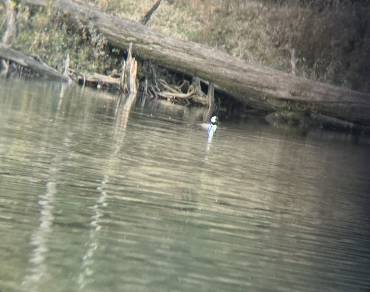 Hooded Merganser - ML646848855