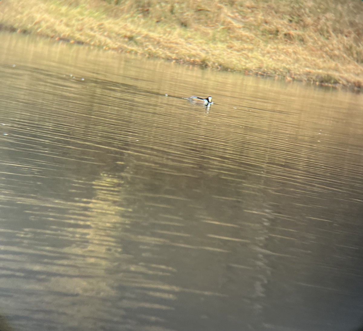 Hooded Merganser - ML646848856
