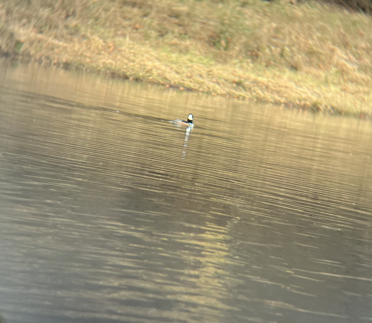Hooded Merganser - ML646848857