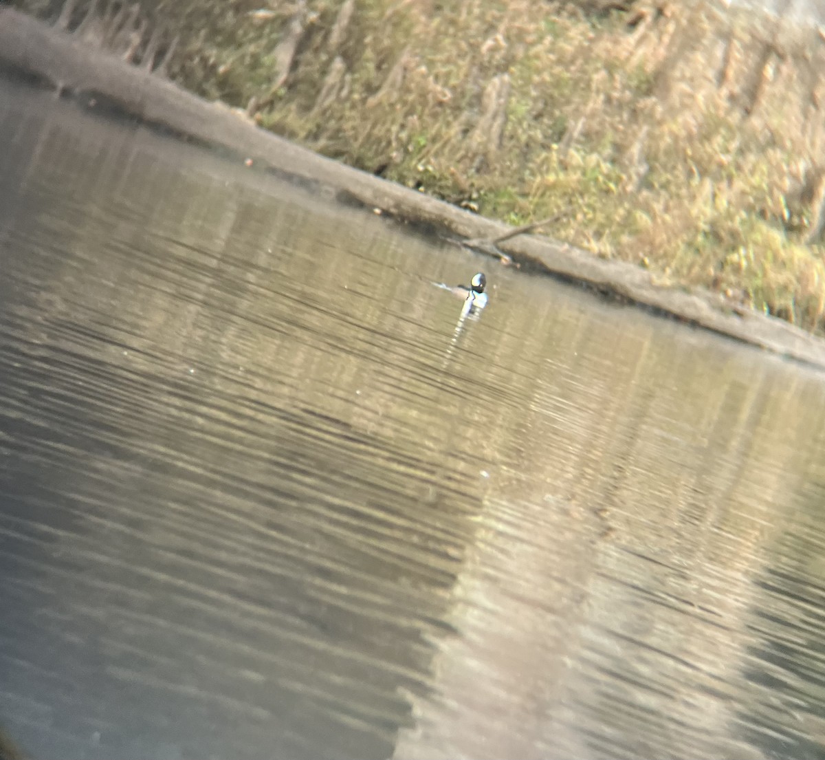Hooded Merganser - ML646848858