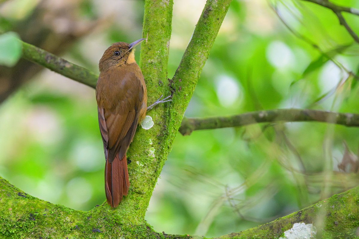 Plain-winged Woodcreeper - ML646848859