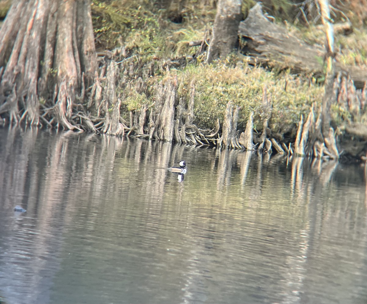 Hooded Merganser - ML646848860