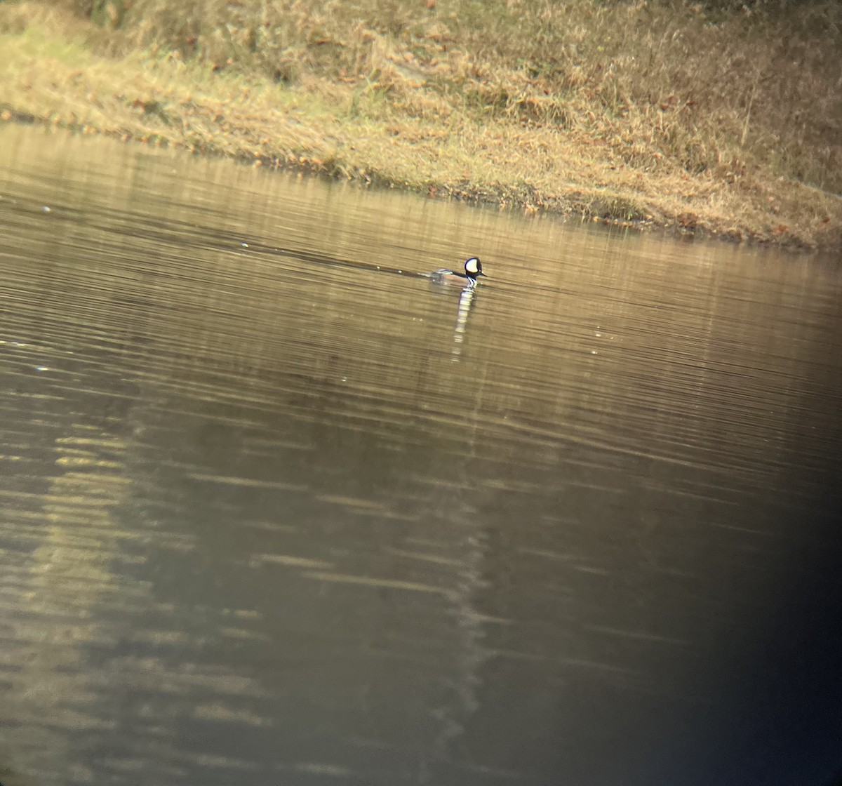 Hooded Merganser - ML646848861