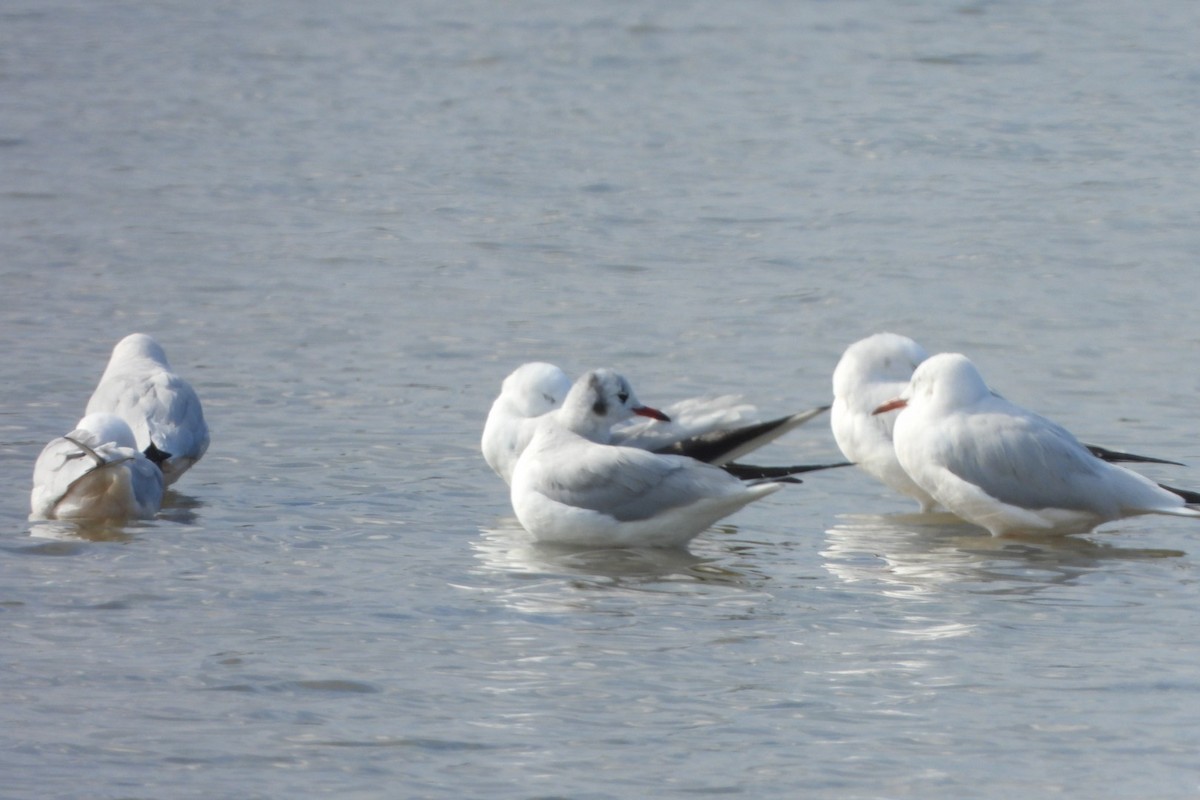 Black-headed Gull - ML646848862