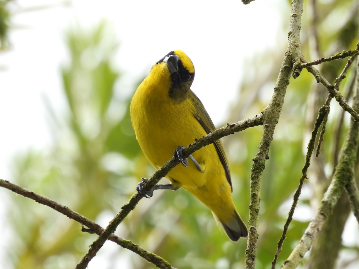 Dickschnabelorganist - ML646848863