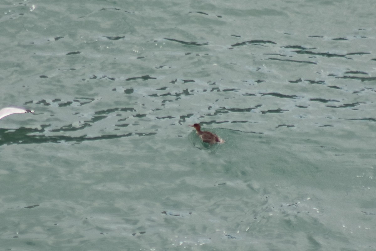 Red-breasted Merganser - ML646848864