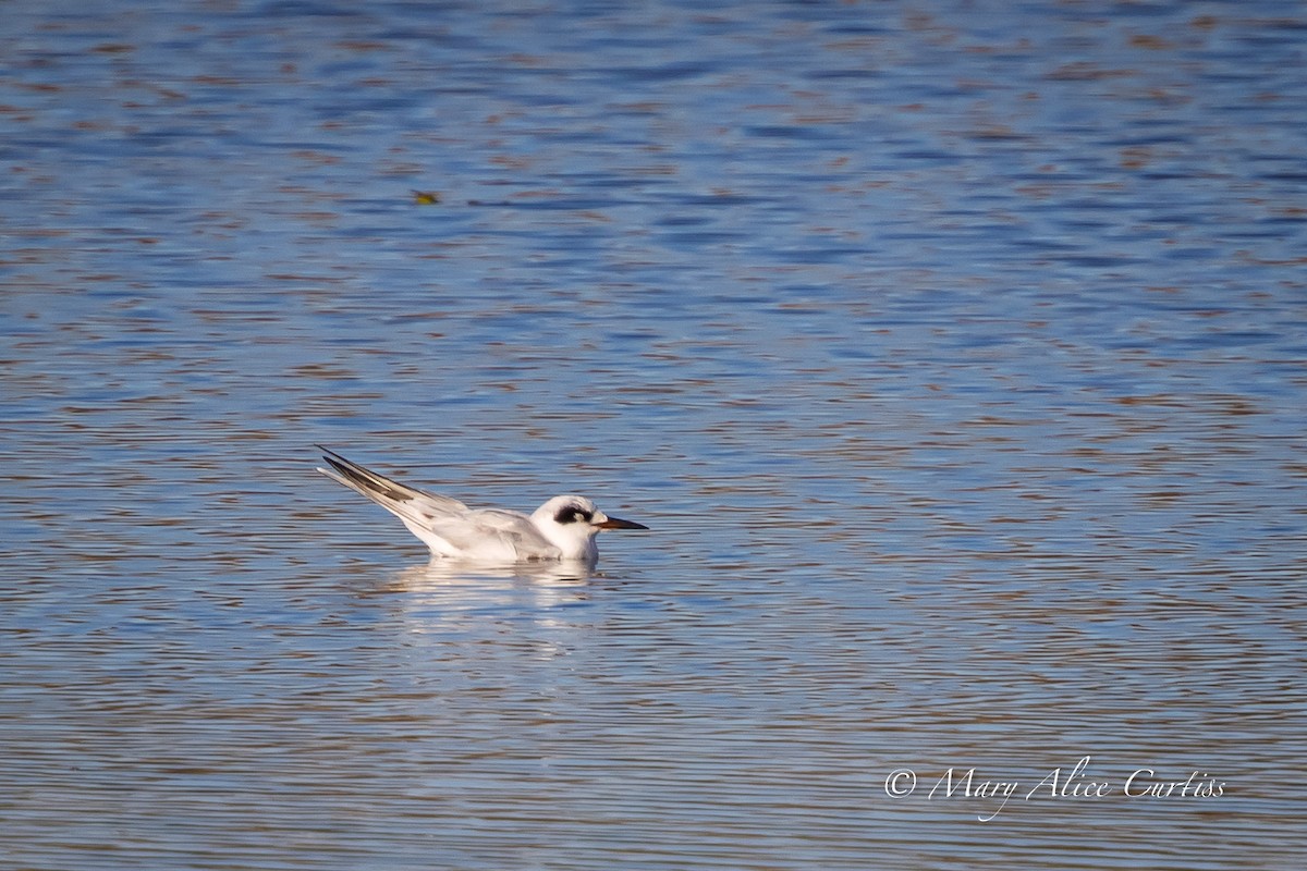 Forster's Tern - ML646848865
