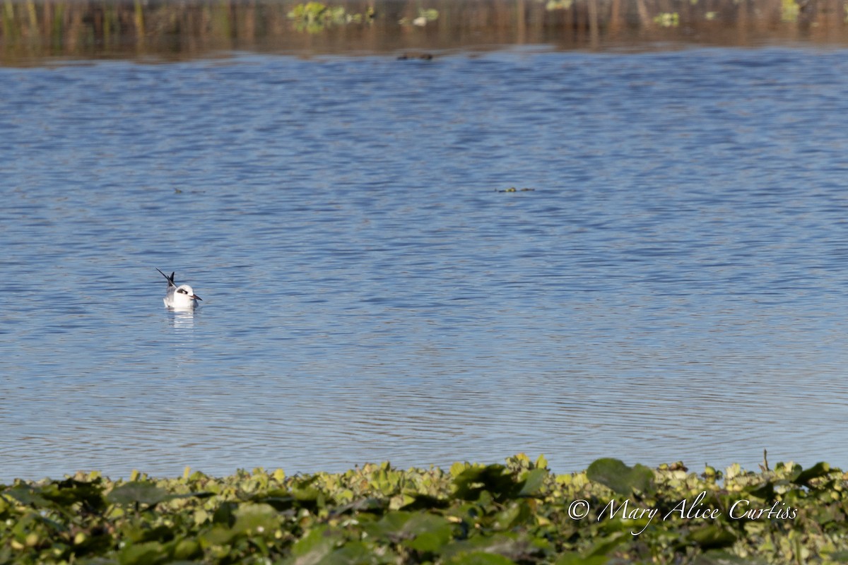 Forster's Tern - ML646848866