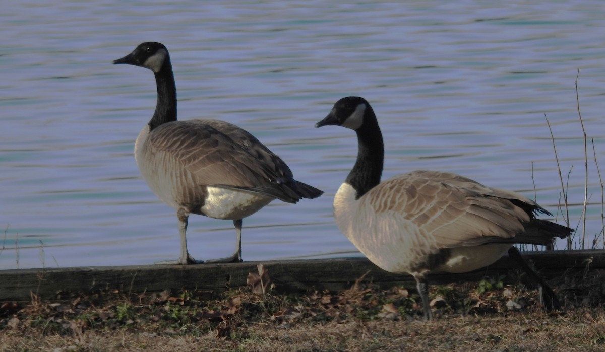 Kanadagans - ML646848867