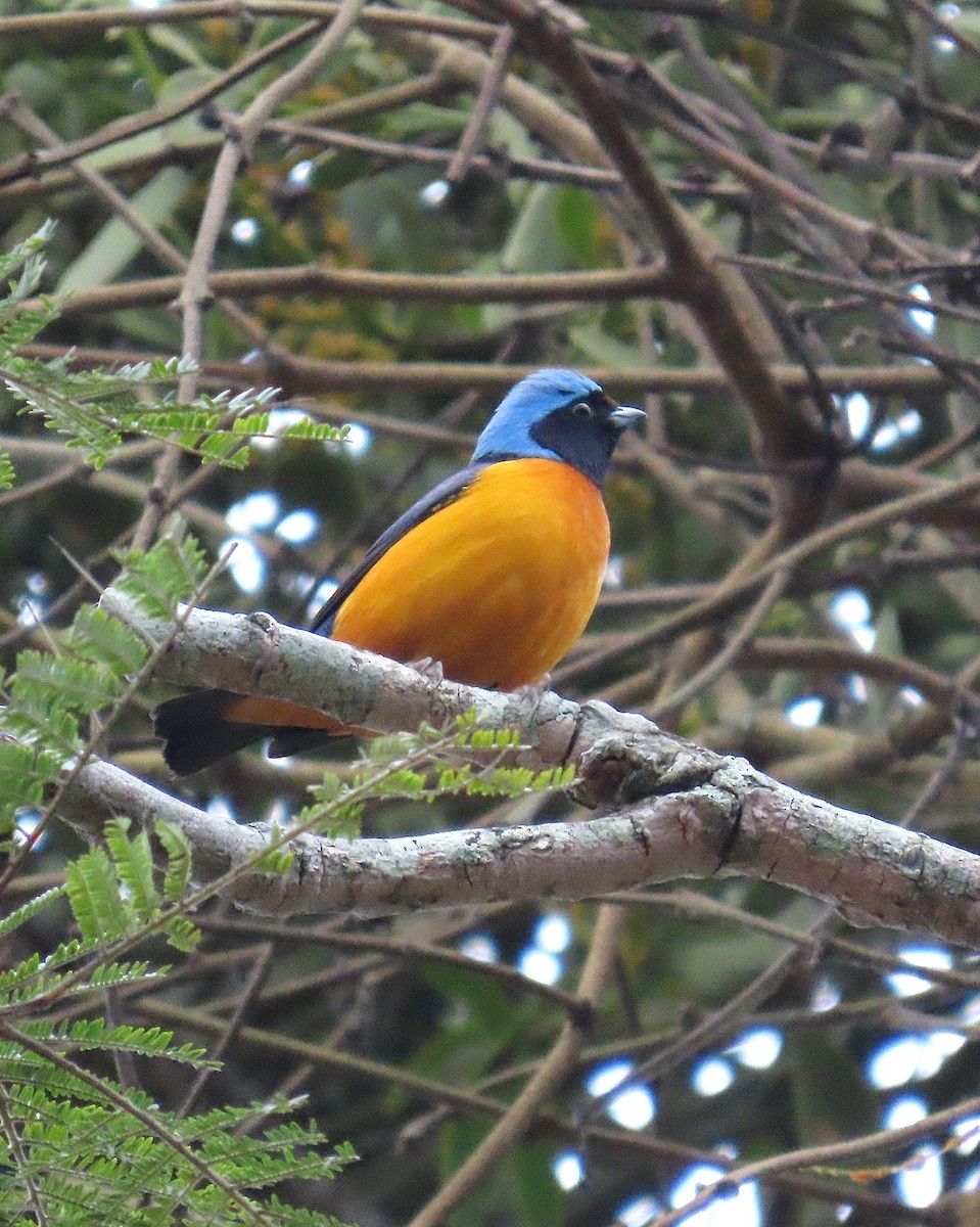 fagereufonia - ML646848868