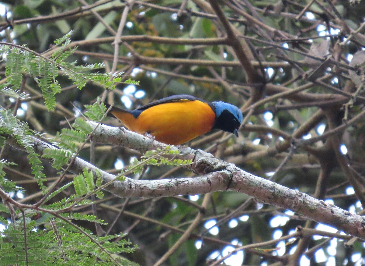 fagereufonia - ML646848869