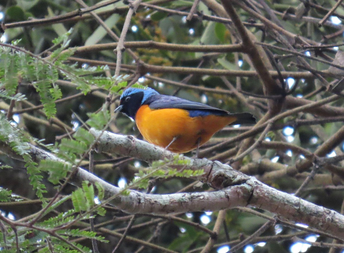 fagereufonia - ML646848870