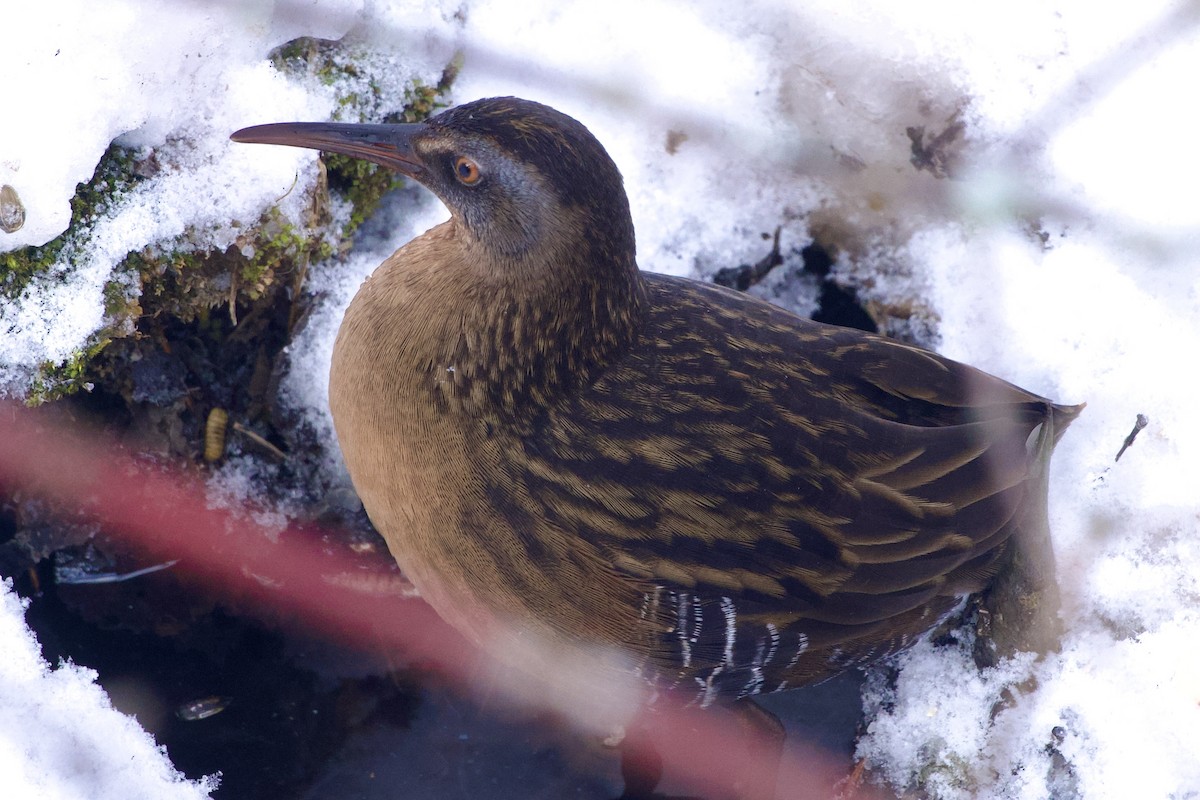 Râle de Virginie - ML646848871