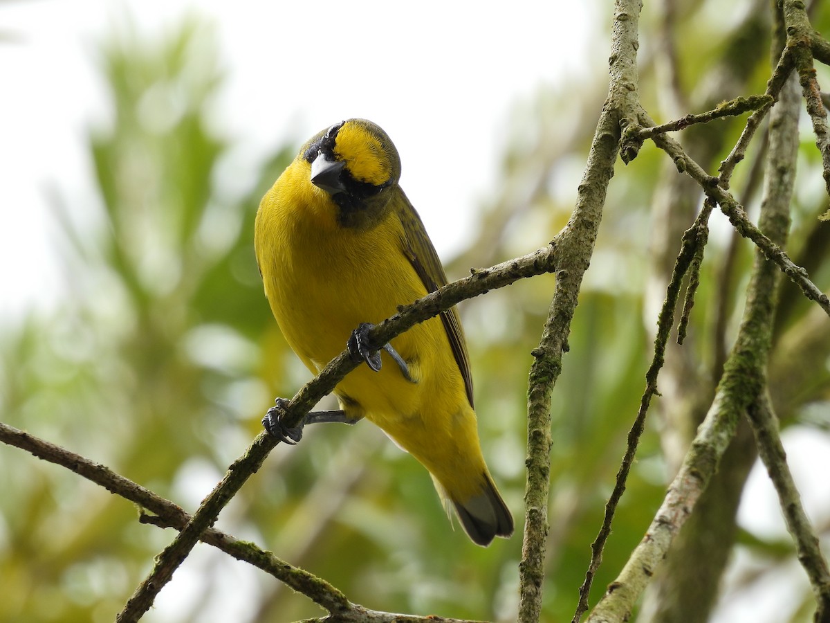 Dickschnabelorganist - ML646848872