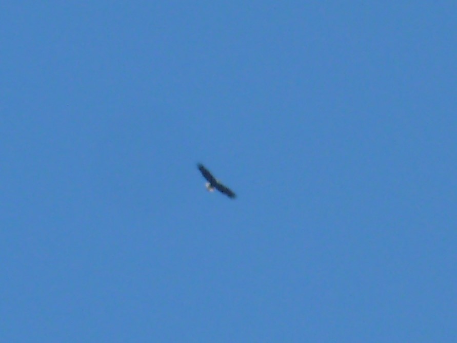 עיטם לבן-ראש - ML646848877