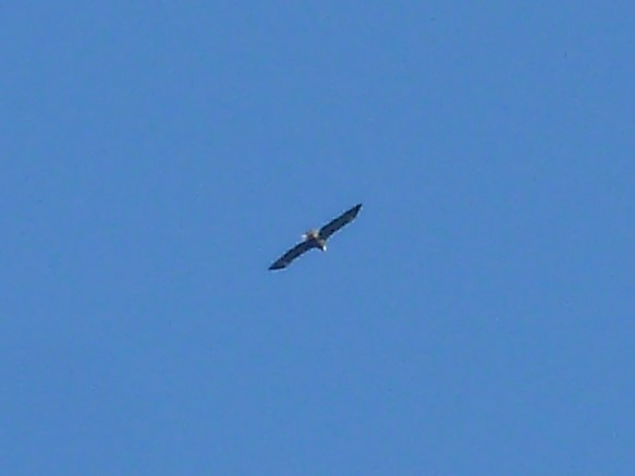 עיטם לבן-ראש - ML646848879