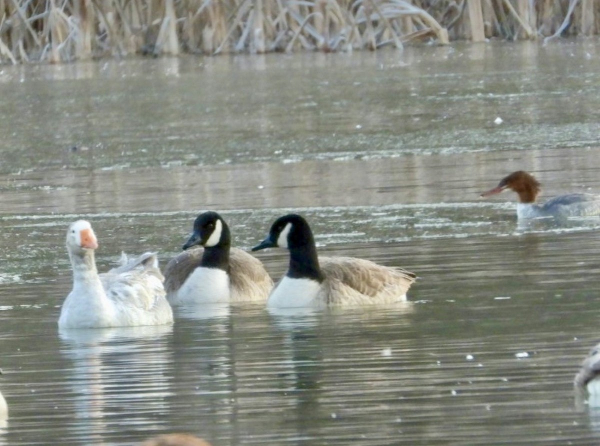 マガン属（家畜） - ML646848881