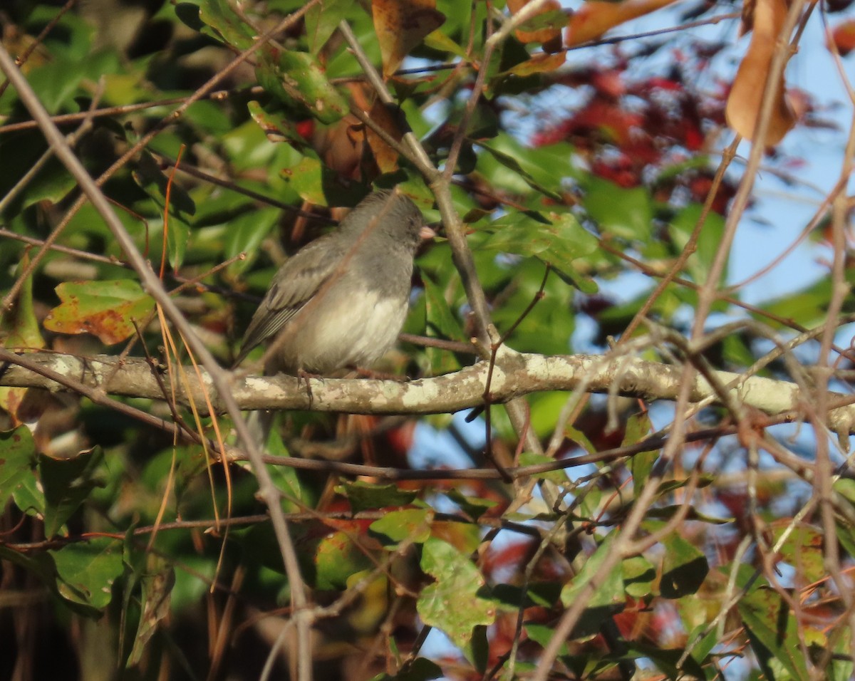 Dark-eyed Junco - ML646848882