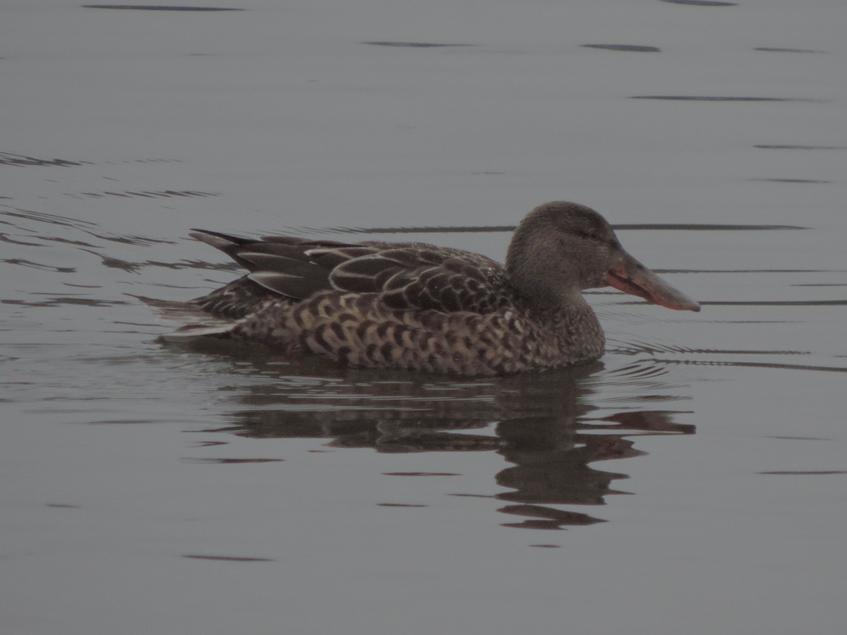 מרית צפונית - ML646848883