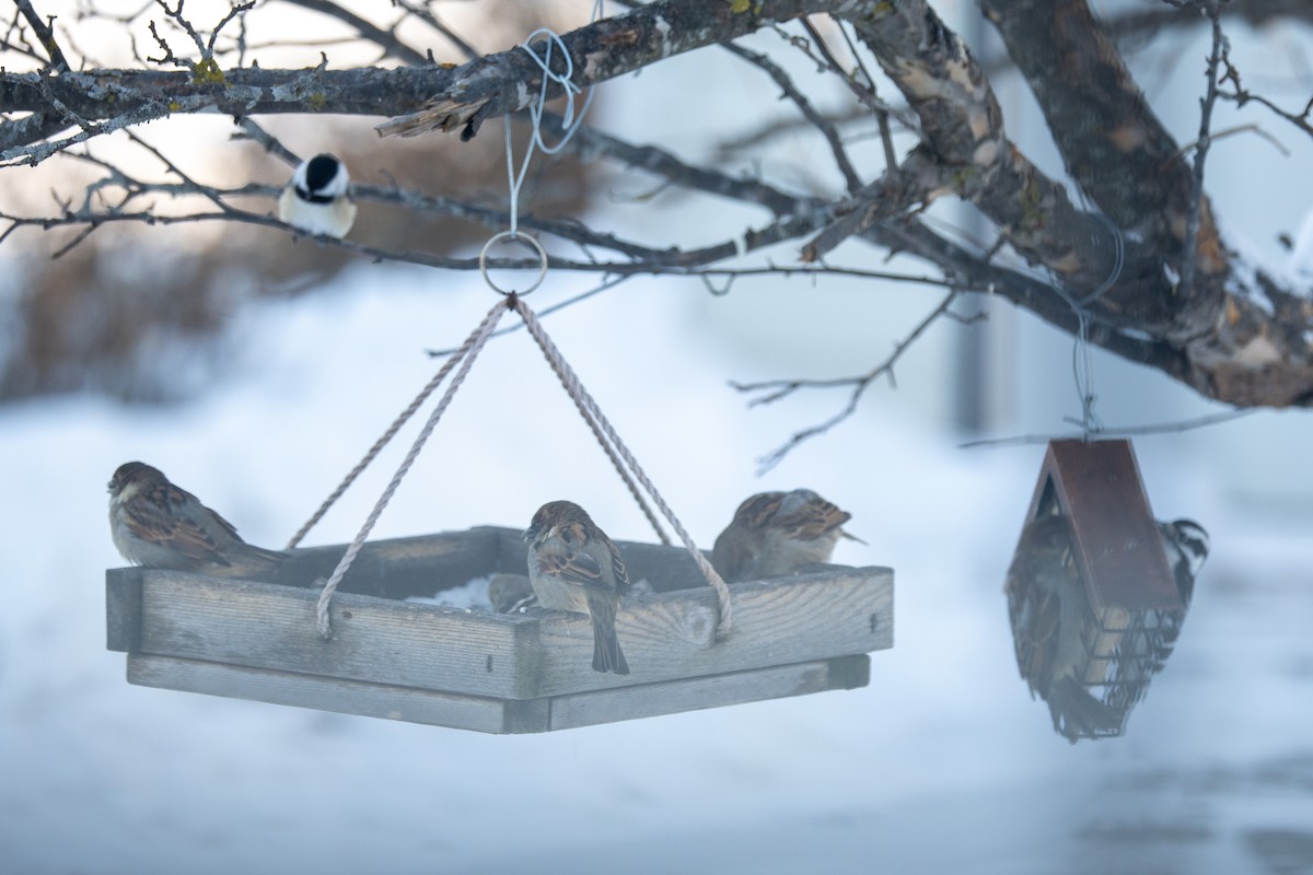 gråspurv - ML646848884