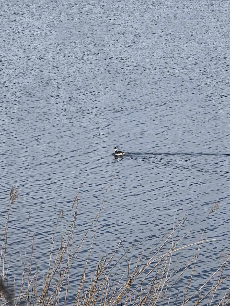 Horned Grebe - ML646848887