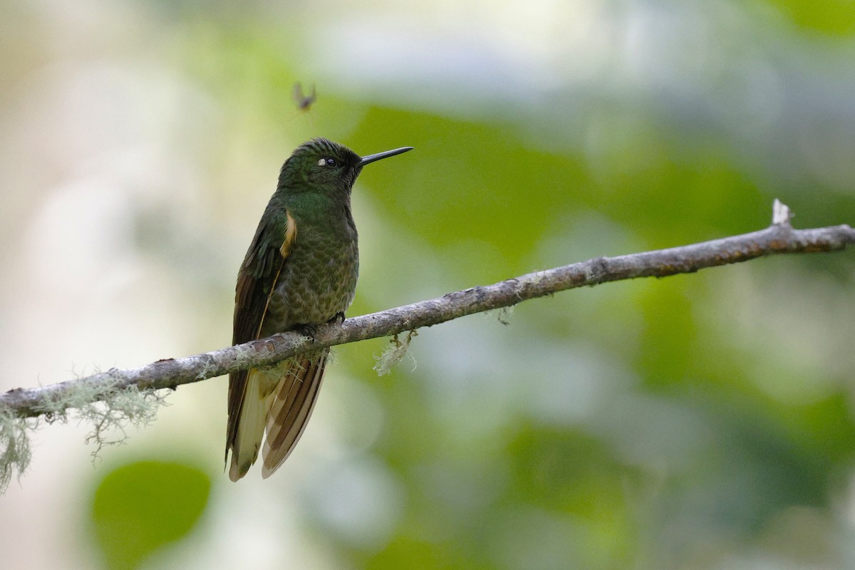 Buff-tailed Coronet - ML646848888