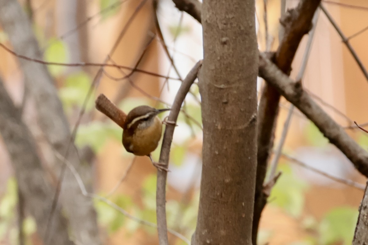 Carolina Wren - ML646848890
