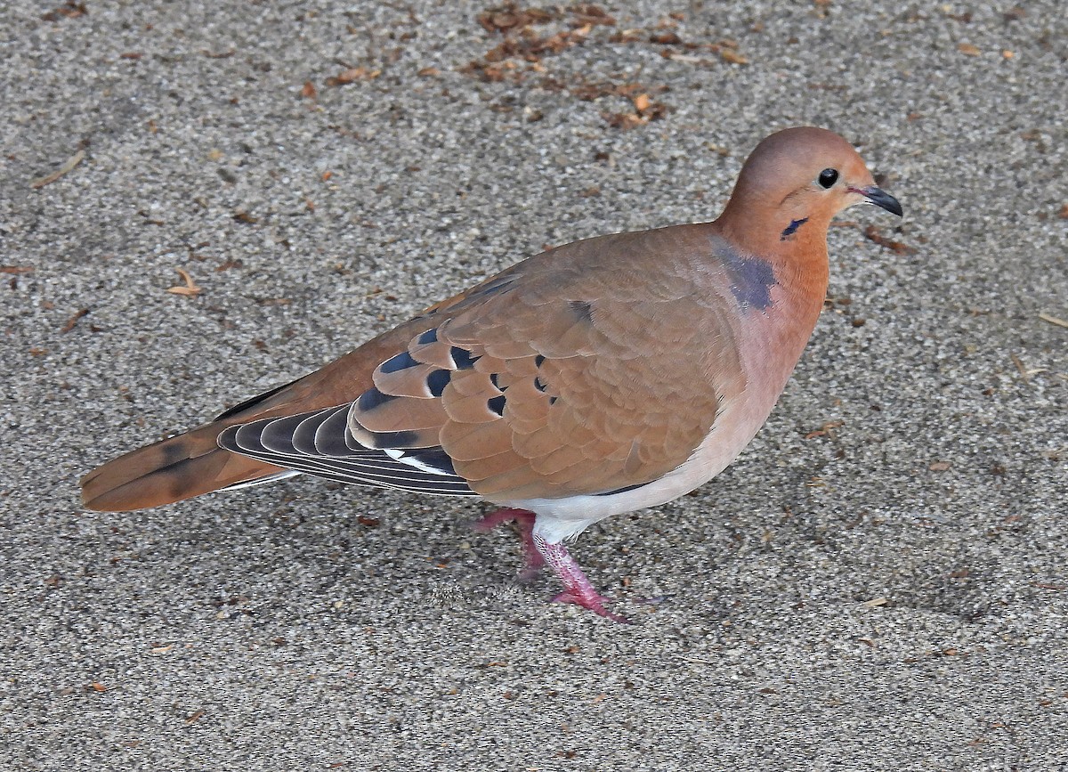 Zenaida Dove - ML646848891