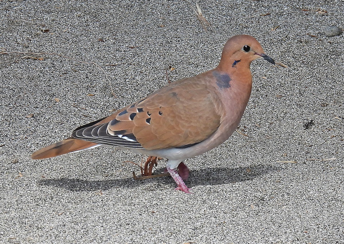 Zenaida Dove - ML646848892