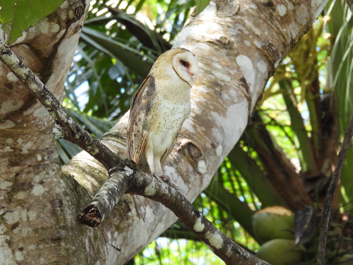 amerikatårnugle - ML646848898