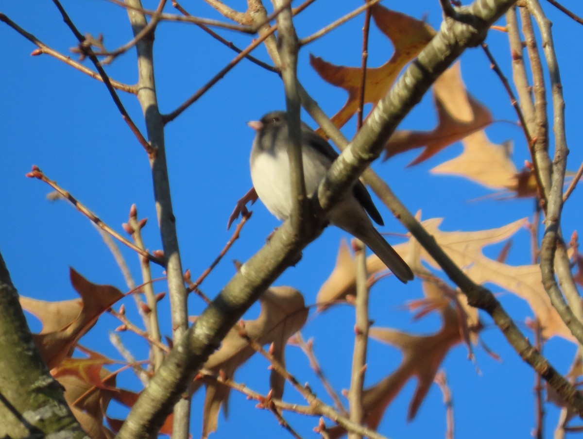 Dark-eyed Junco - ML646848900