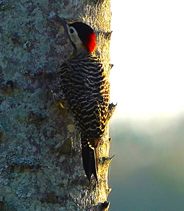 Декол плямистоволий - ML646848905