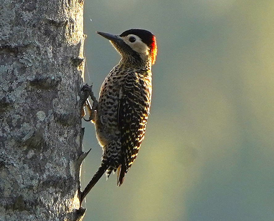 Декол плямистоволий - ML646848906