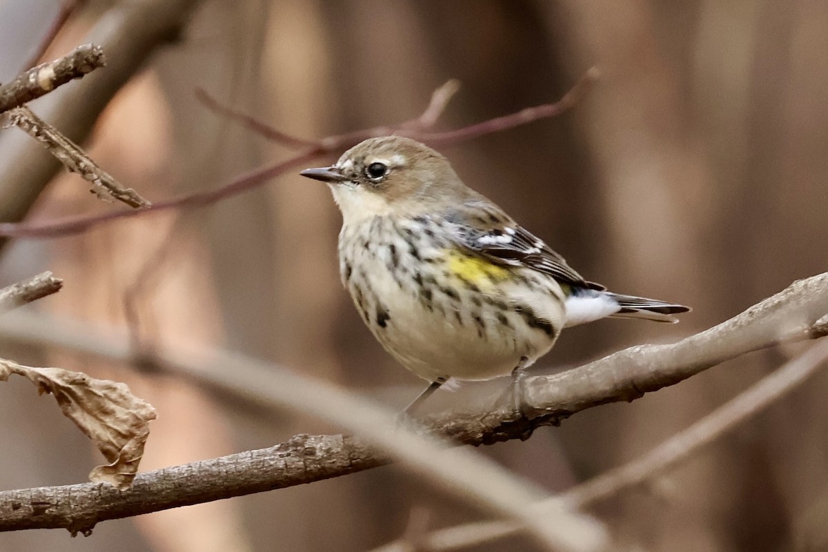 Пісняр-лісовик жовтогузий - ML646848908