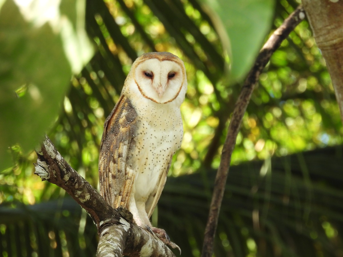 amerikatårnugle - ML646848911