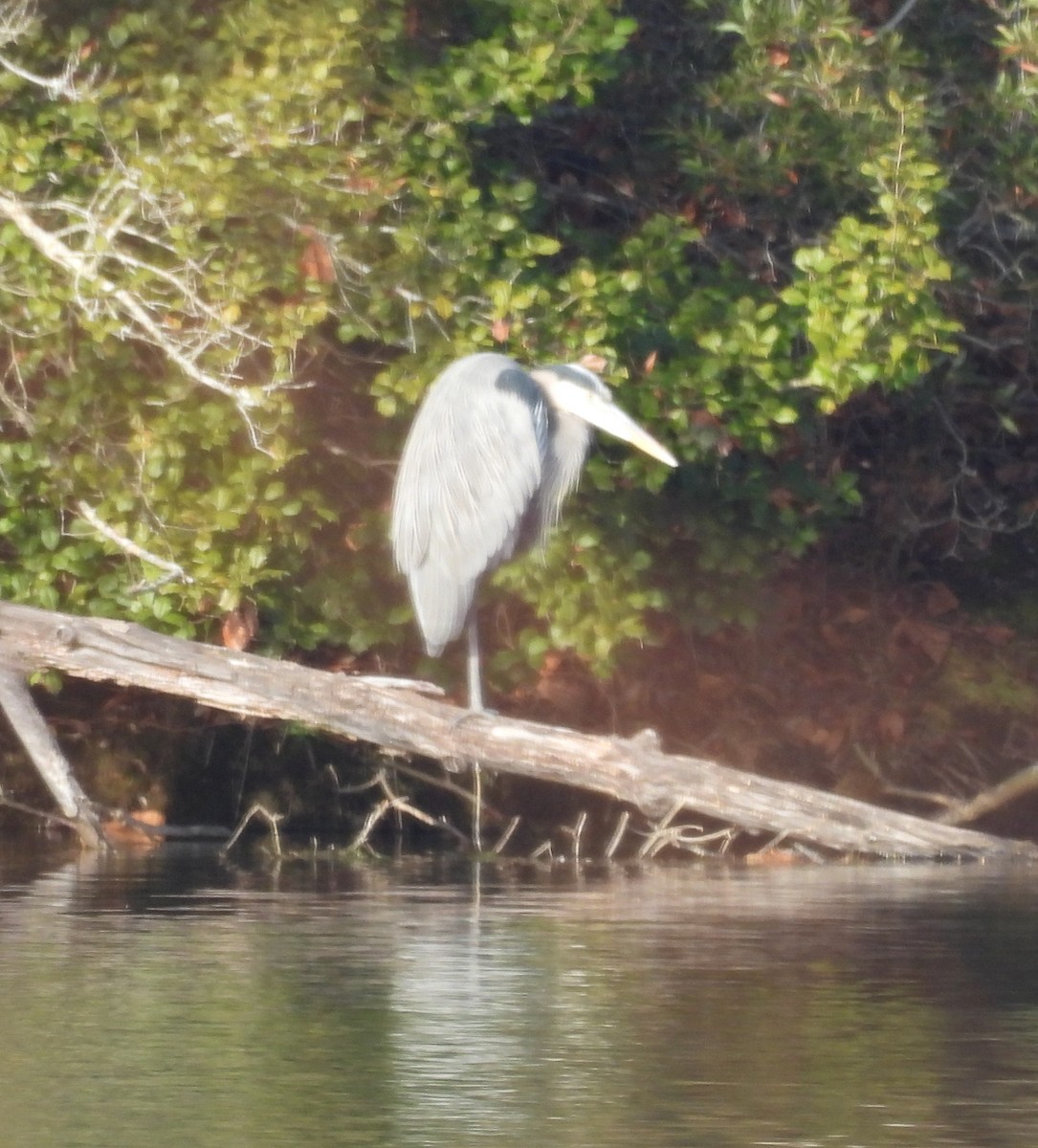 Great Blue Heron - ML646848912
