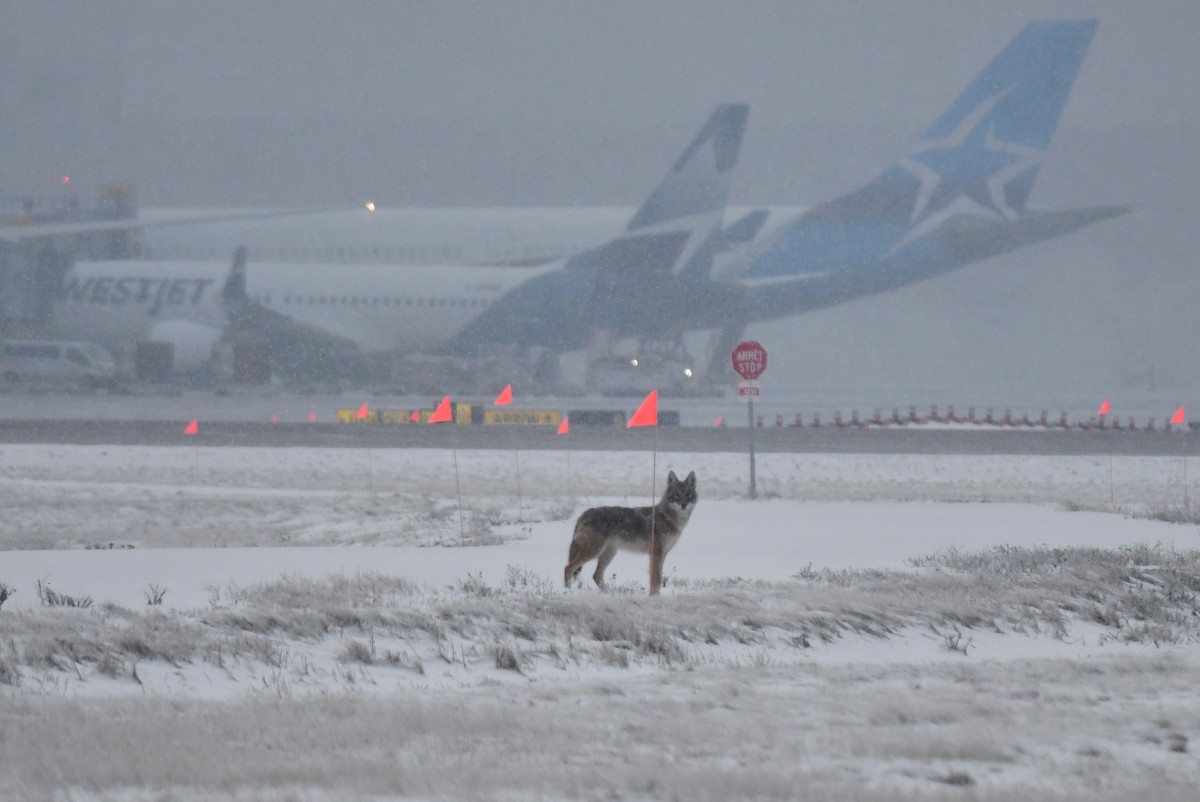 Coyote - ML646848913