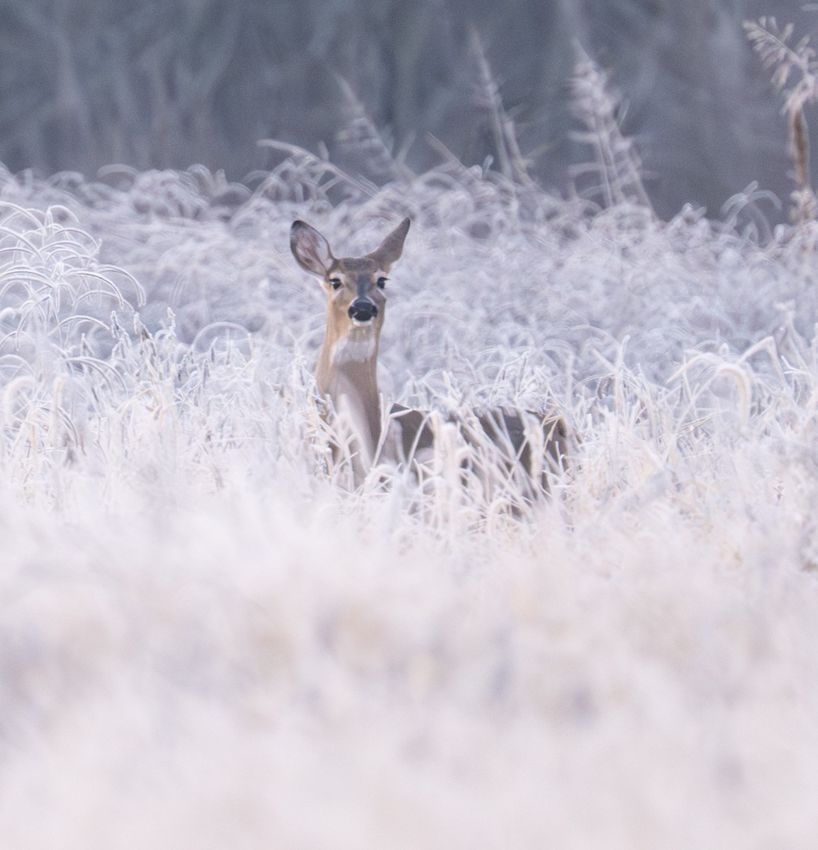 White-tailed Deer - ML646848914