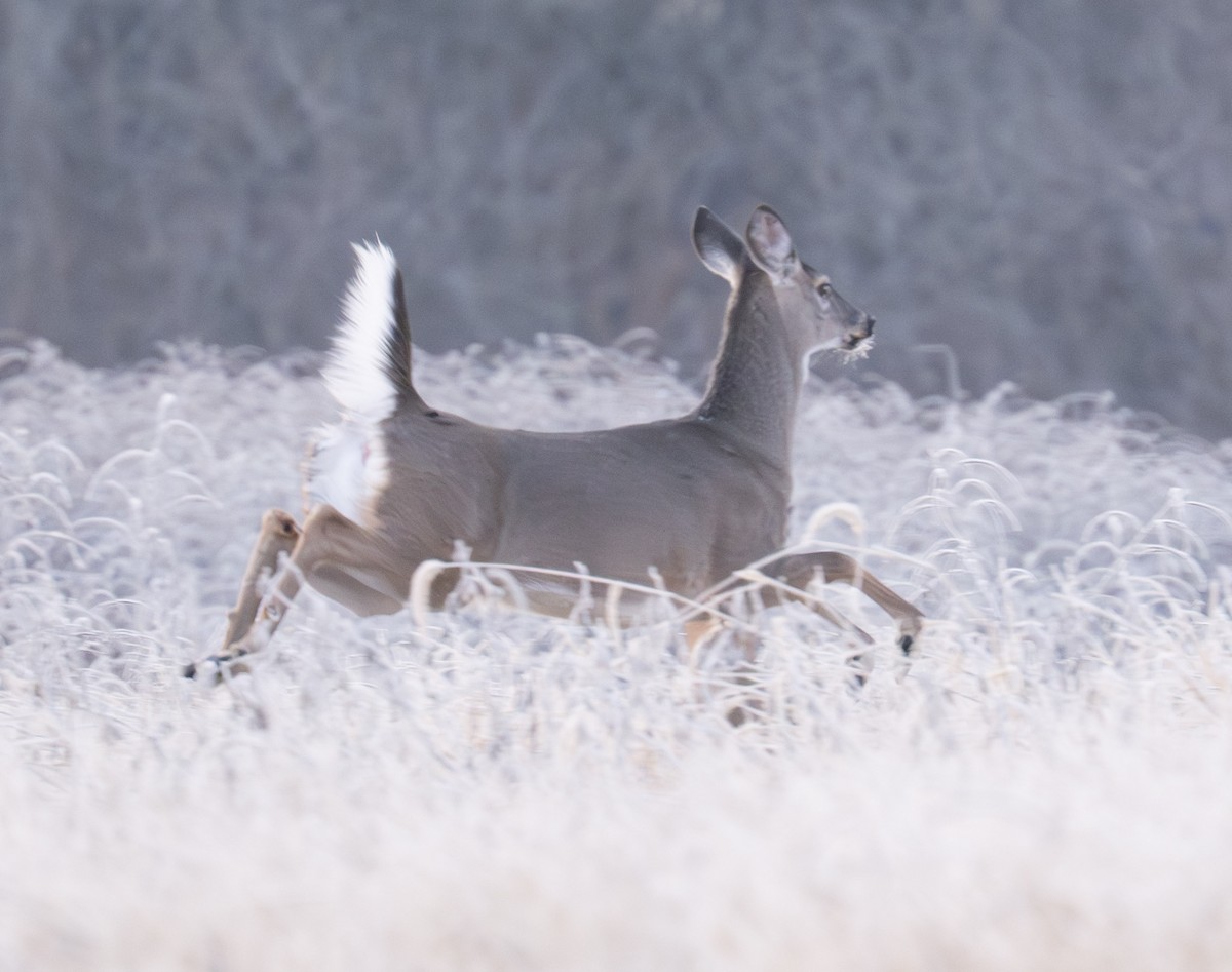 White-tailed Deer - ML646848915