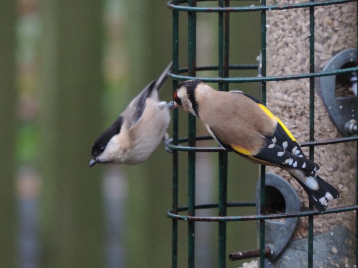 ירגזי הרים - ML646848916