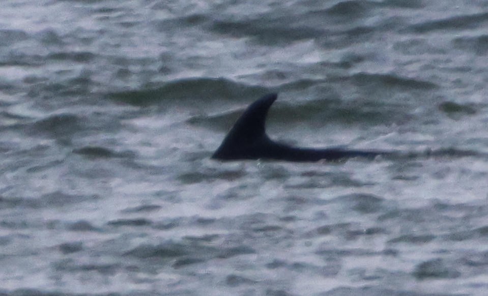 Sharks and Rays - ML646848918