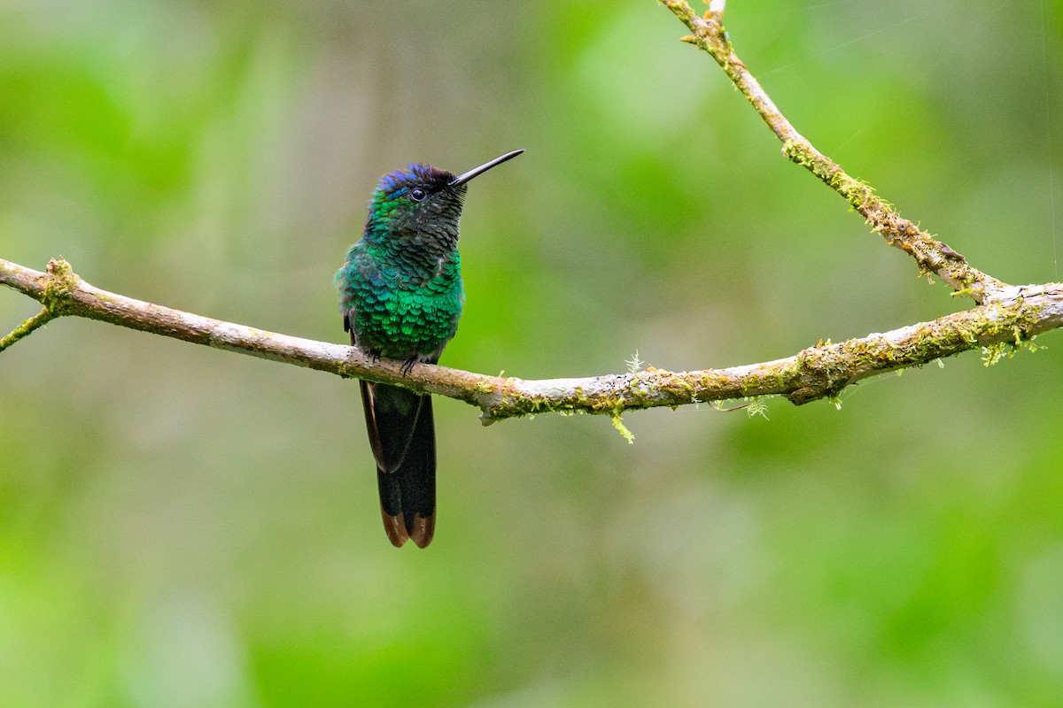 kolibřík fialovotemenný - ML646848919