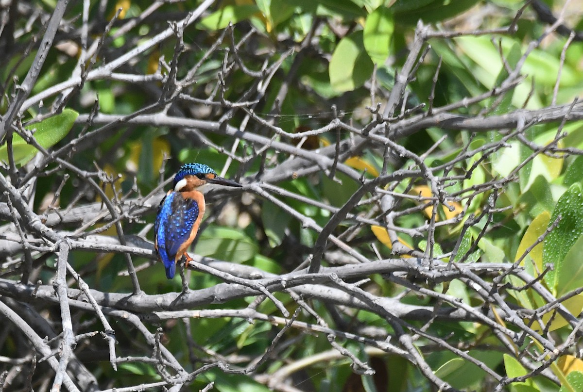 tiaraisfugl - ML646848920