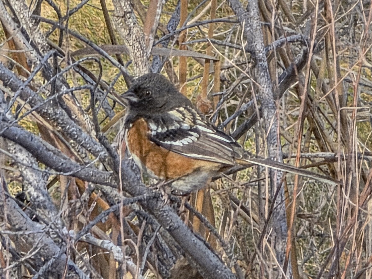 flekktovi - ML646848922