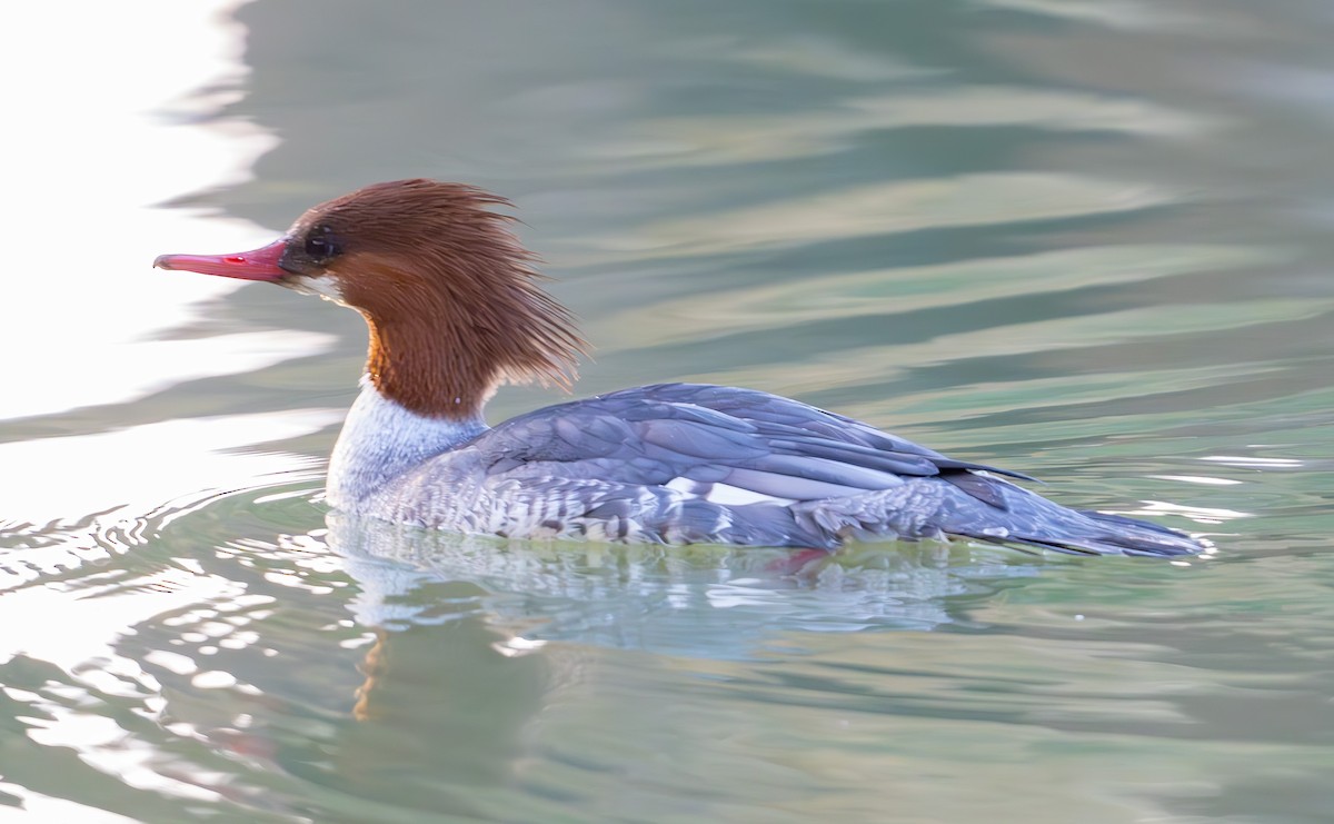 laksand - ML646848923