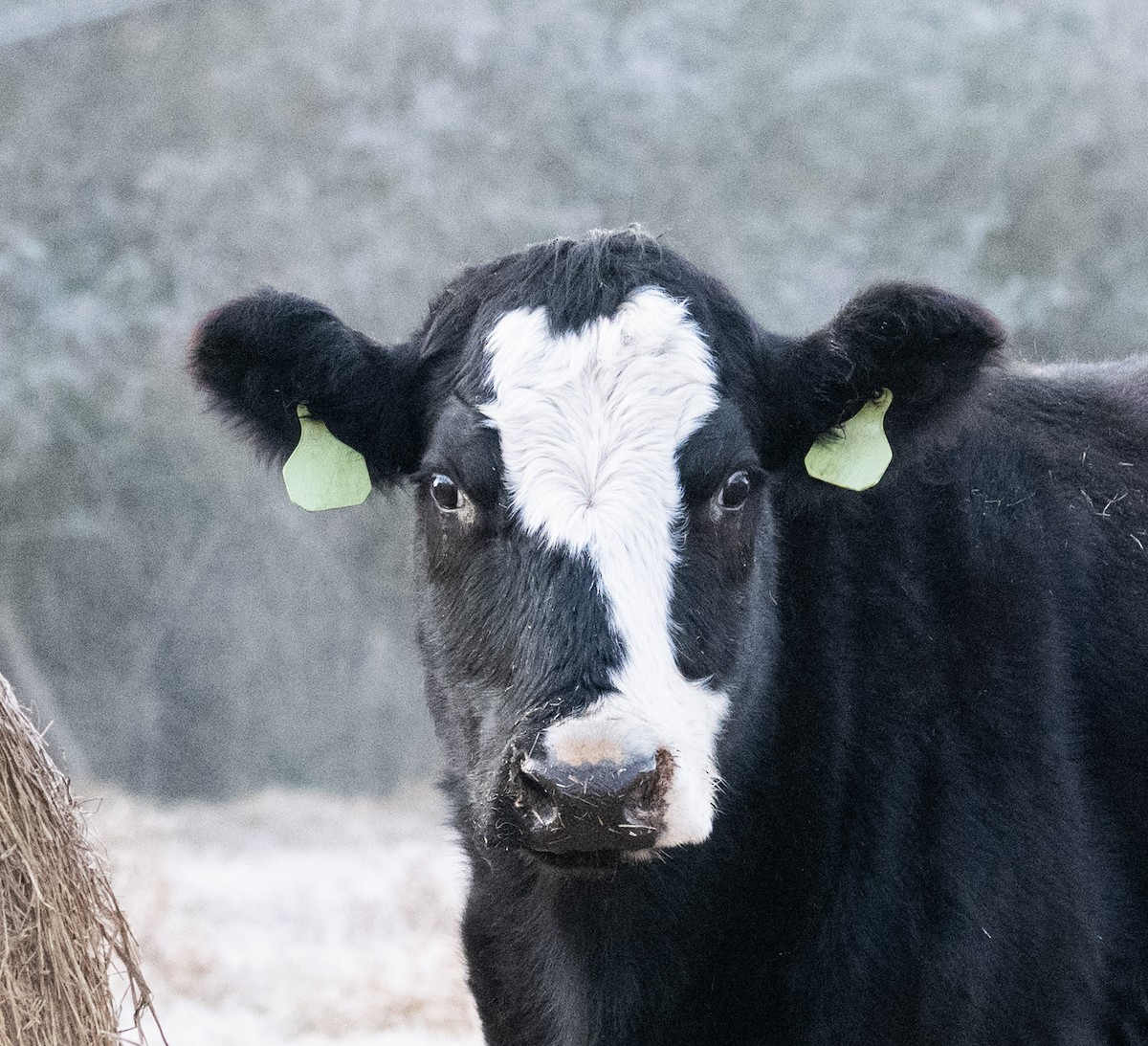 Memeliler - ML646848926