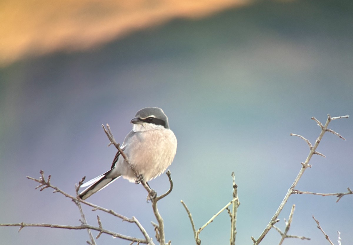 krattvarsler - ML646848927