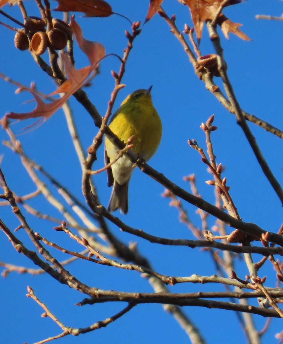 furuparula - ML646848928